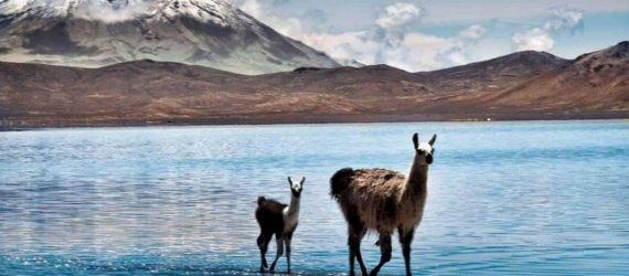 arequipa-destino-salinas-and-aguada-blanca-comfort-peru-travel-brasil