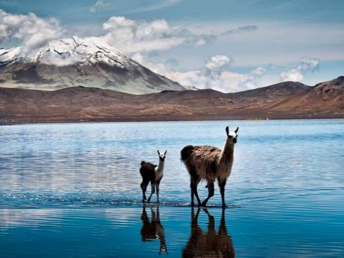 arequipa-destino-salinas-and-aguada-blanca-comfort-peru-travel-brasil