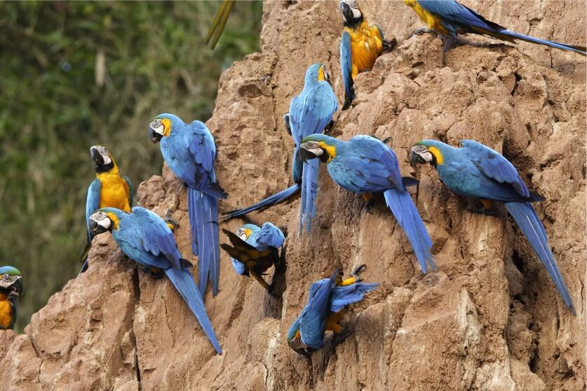 puerto-maldonado-destino-collpa-chuncho-comfort-peru-travel-brasil